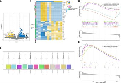 Exploring the role of macrophages in the progression from atypical hyperplasia to endometrial carcinoma through single-cell transcriptomics and bulk transcriptomics analysis